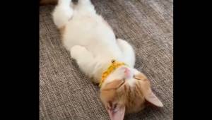 Styl w jakim ten mały kotek śpi zachwycił miliony internautów. Musisz to zobaczy