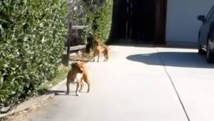 Zobaczyli na ulicy trzy bezpańskie psy, ale to co stało się potem łapie za serce