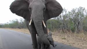 Mama chroni słoniątko, które chce się przywitać z ludźmi - uroczy widok!
